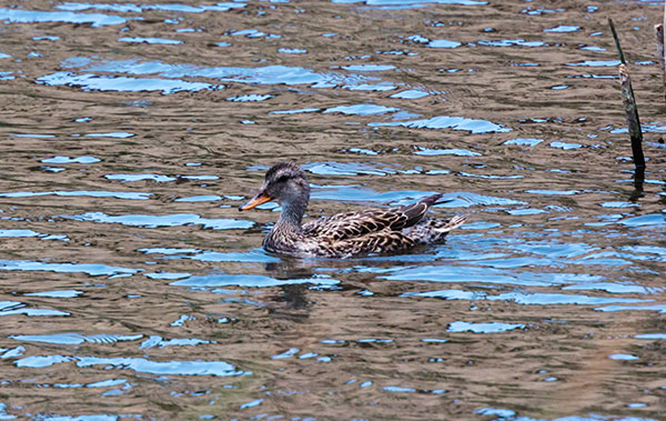 Gadwall Anas strepera 