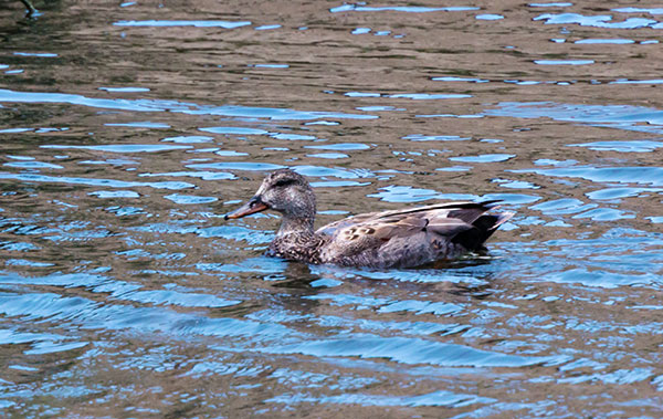 Gadwall Anas strepera 