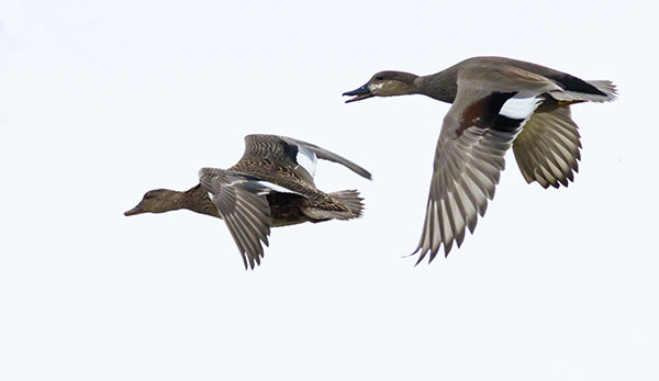 Gadwall Anas strepera 