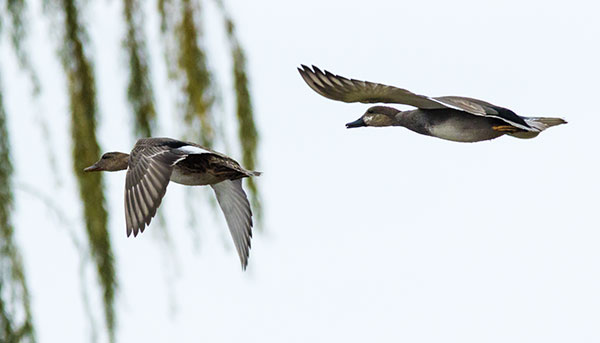 Gadwall Anas strepera 