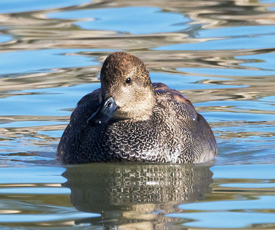 Gadwall Anas strepera 