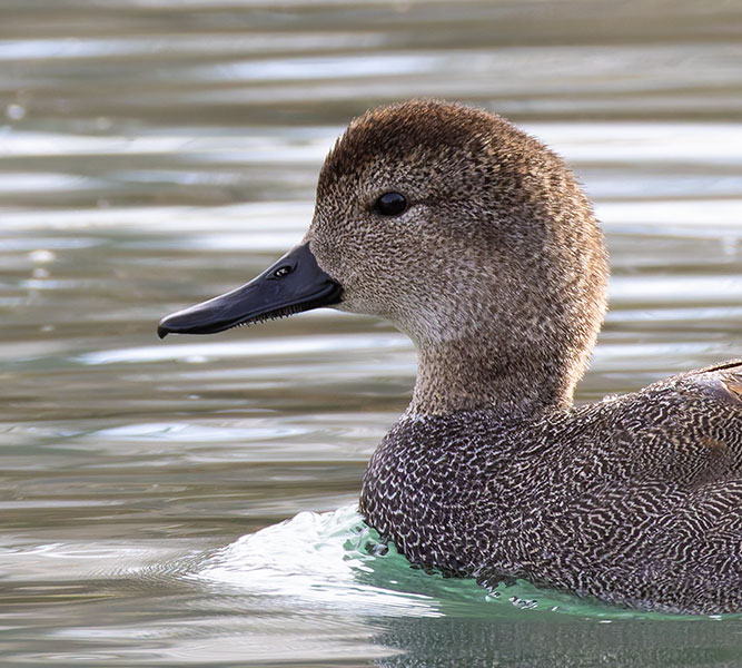 Gadwall Anas strepera 