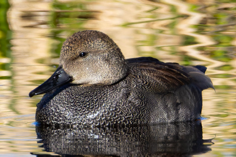 Gadwall Anas strepera 