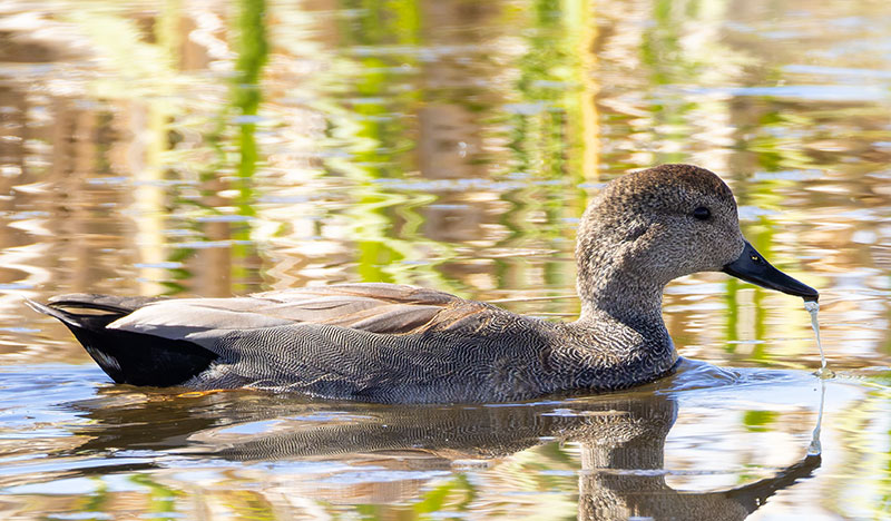 Gadwall Anas strepera 