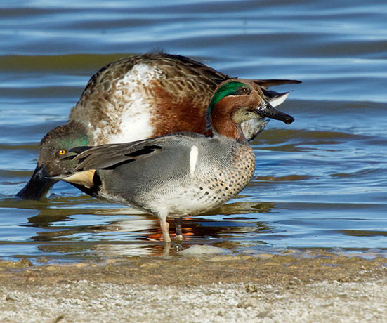 Green-winged Teal Anas crecca 