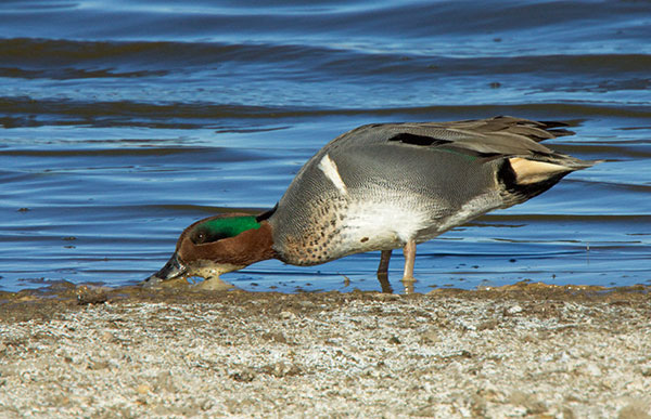 Green-winged Teal Anas crecca 