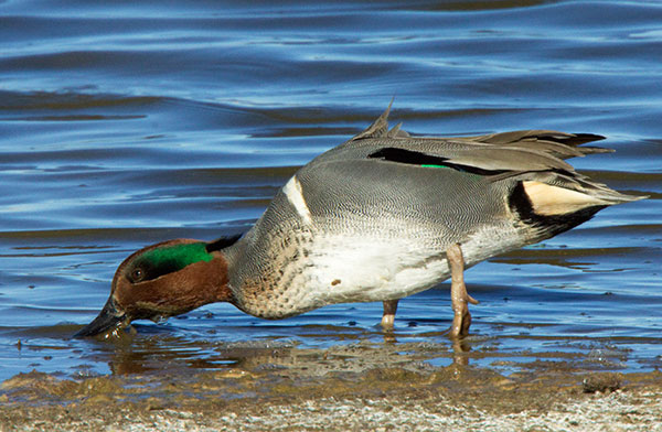 Green-winged Teal Anas crecca 
