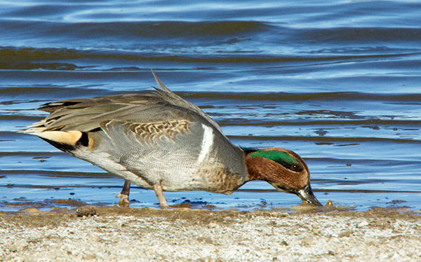 Green-winged Teal Anas crecca 