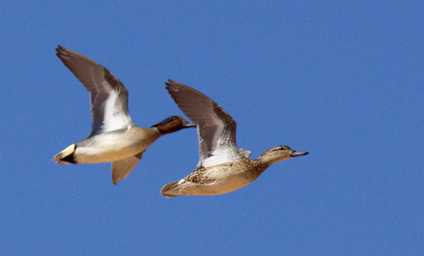Green-winged Teal Anas crecca 