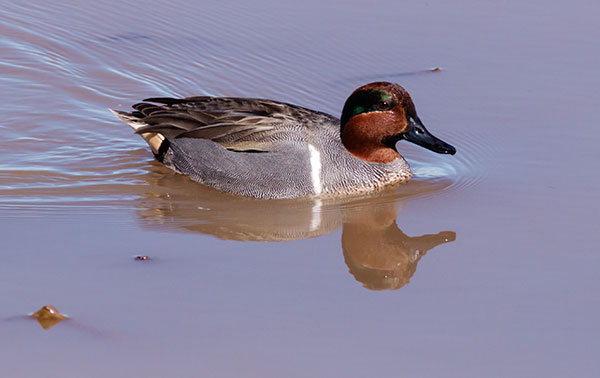 Green-winged Teal Anas crecca 