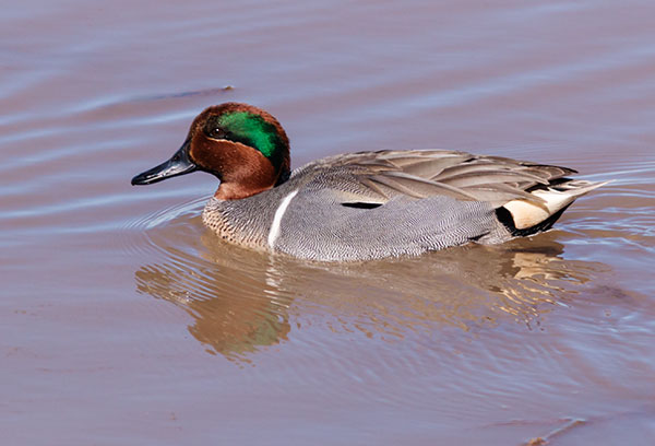 Green-winged Teal Anas crecca 