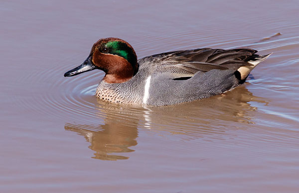 Green-winged Teal Anas crecca 