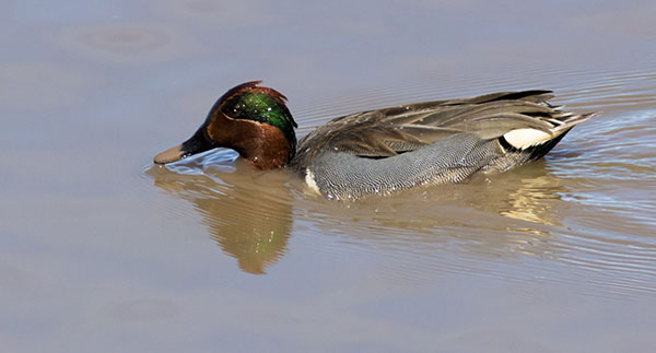 Green-winged Teal Anas crecca 