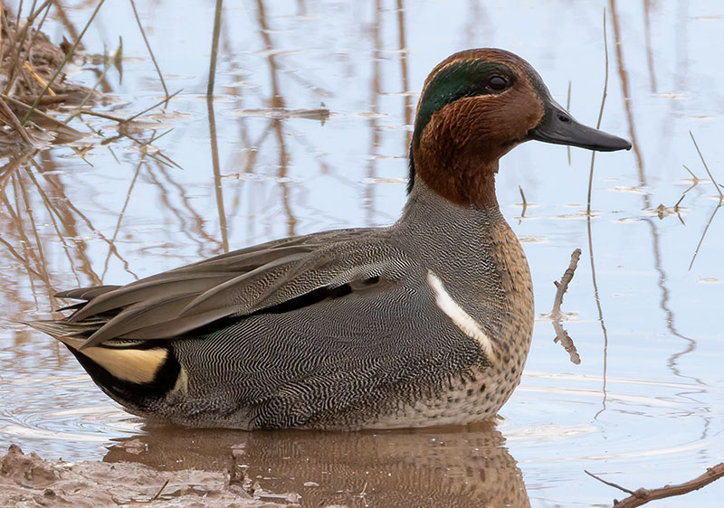 Green-winged Teal Anas crecca 