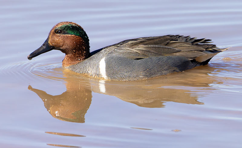 Green-winged Teal Anas crecca 