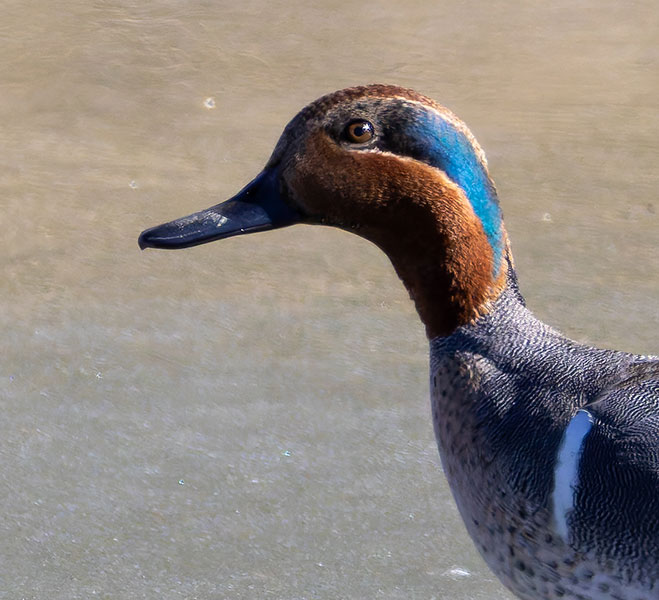 Green-winged Teal Anas crecca 