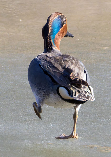 Green-winged Teal Anas crecca 