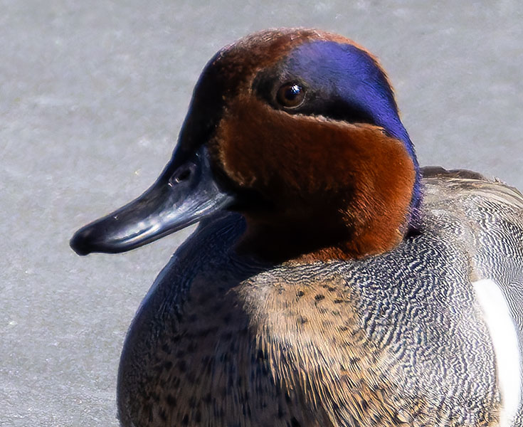 Green-winged Teal Anas crecca 