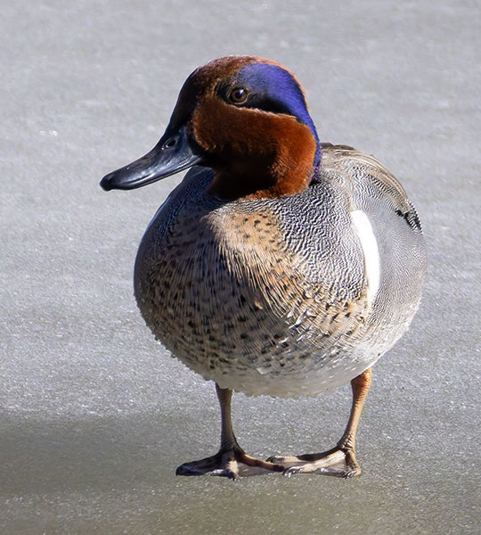 Green-winged Teal Anas crecca 