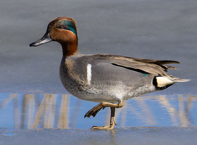 Green-winged Teal Anas crecca 