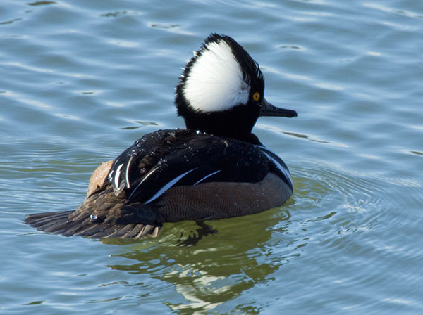 Hooded Merganser Lophodytes cucullatus