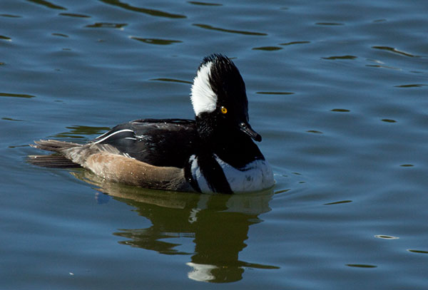 Hooded Merganser Lophodytes cucullatus
