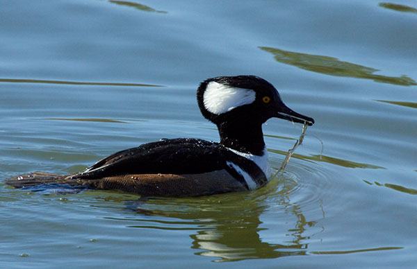 Hooded Merganser Lophodytes cucullatus