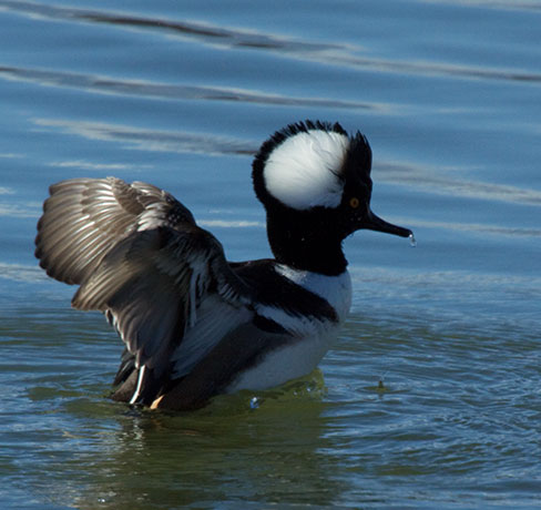 Hooded Merganser Lophodytes cucullatus
