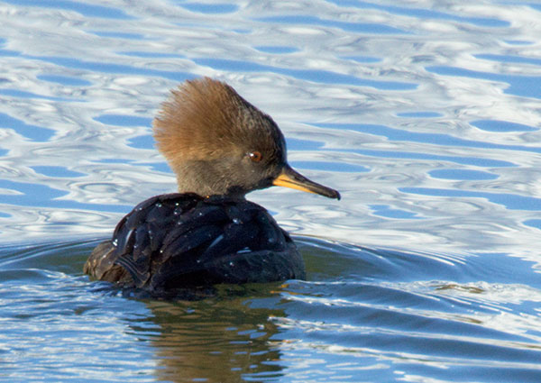 Hooded Merganser Lophodytes cucullatus