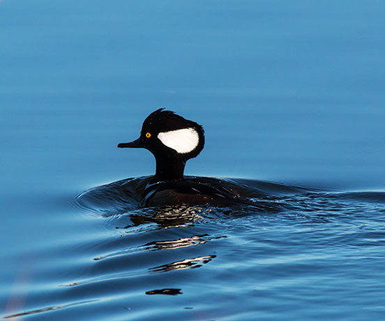 Hooded Merganser Lophodytes cucullatus