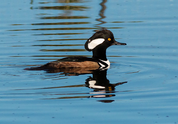 Hooded Merganser Lophodytes cucullatus