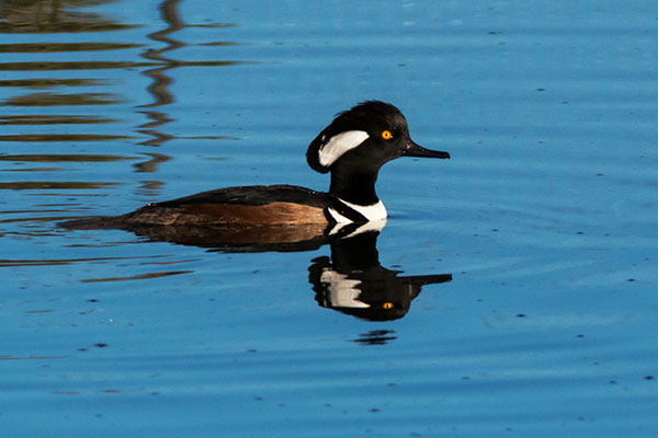 Hooded Merganser Lophodytes cucullatus
