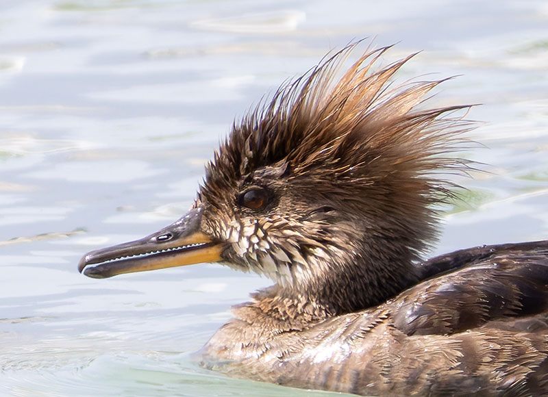 Hooded Merganser Lophodytes cucullatus