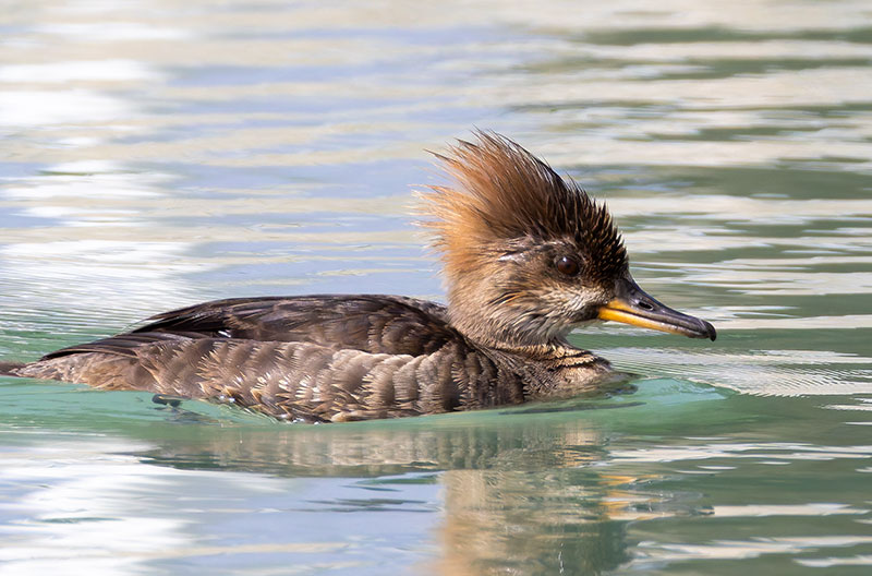 Hooded Merganser Lophodytes cucullatus