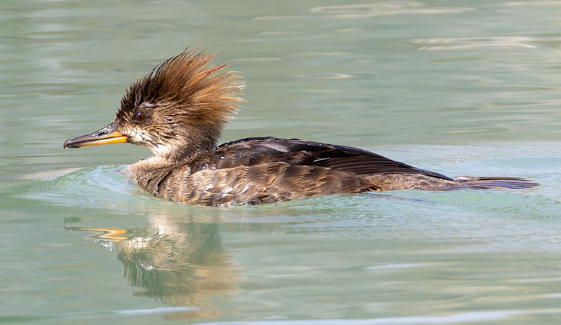 Hooded Merganser Lophodytes cucullatus