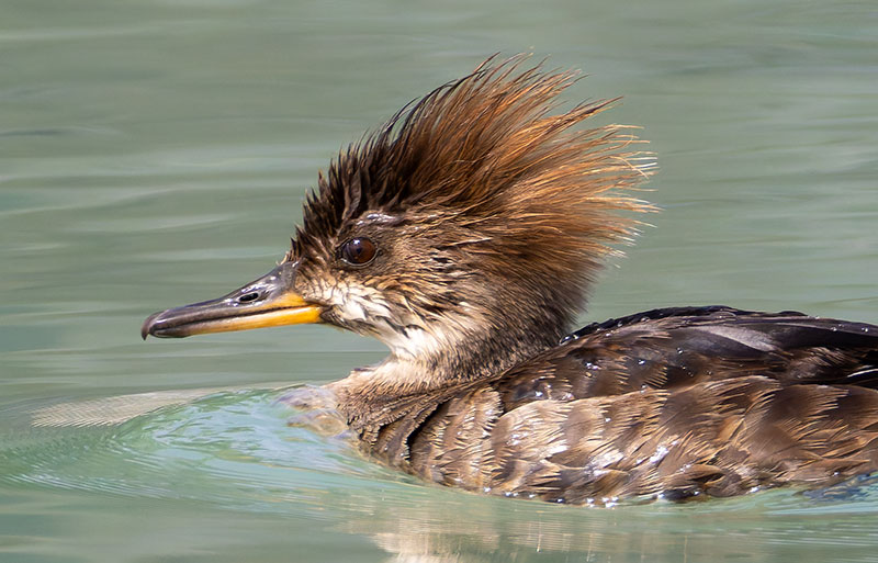 Hooded Merganser Lophodytes cucullatus