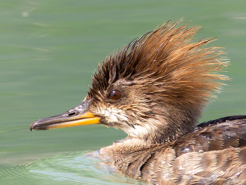 Hooded Merganser Lophodytes cucullatus