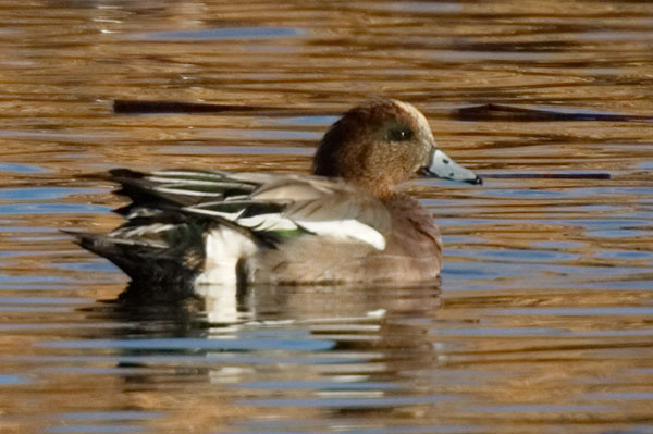American x Eurasian Wigeon Hybrid