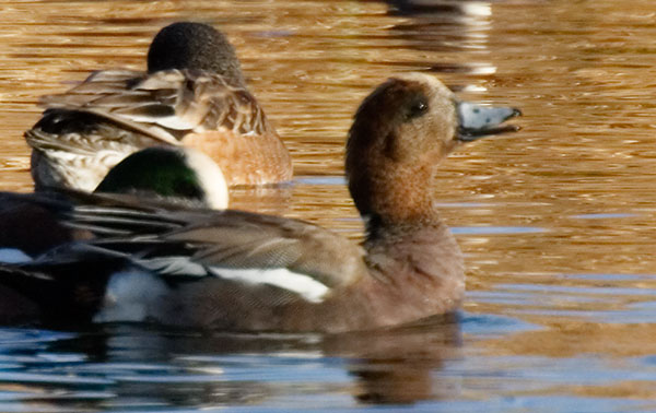 American x Eurasian Wigeon Hybrid
