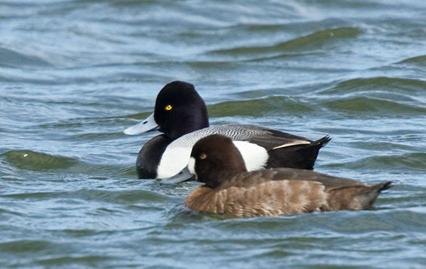 Lesser Scaup Aythya affinis
