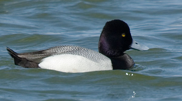 Lesser Scaup Aythya affinis