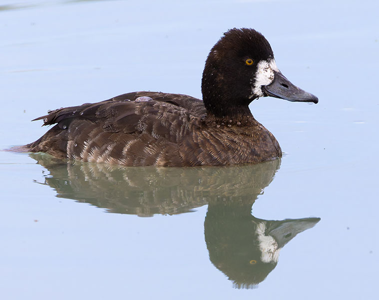 Lesser Scaup Aythya affinis
