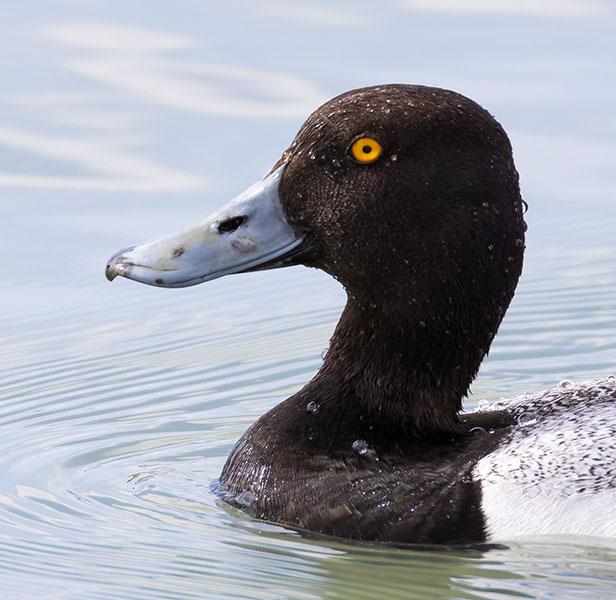 Lesser Scaup Aythya affinis