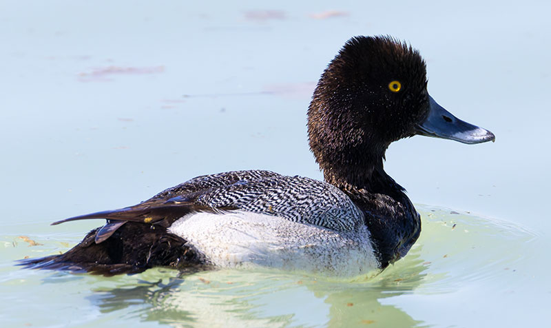 Lesser Scaup Aythya affinis