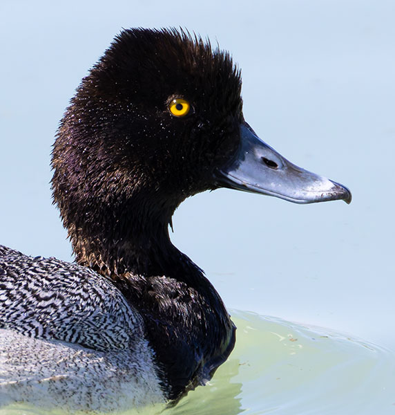 Lesser Scaup Aythya affinis