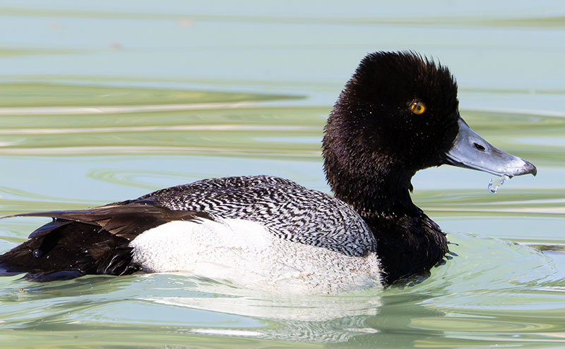 Lesser Scaup Aythya affinis