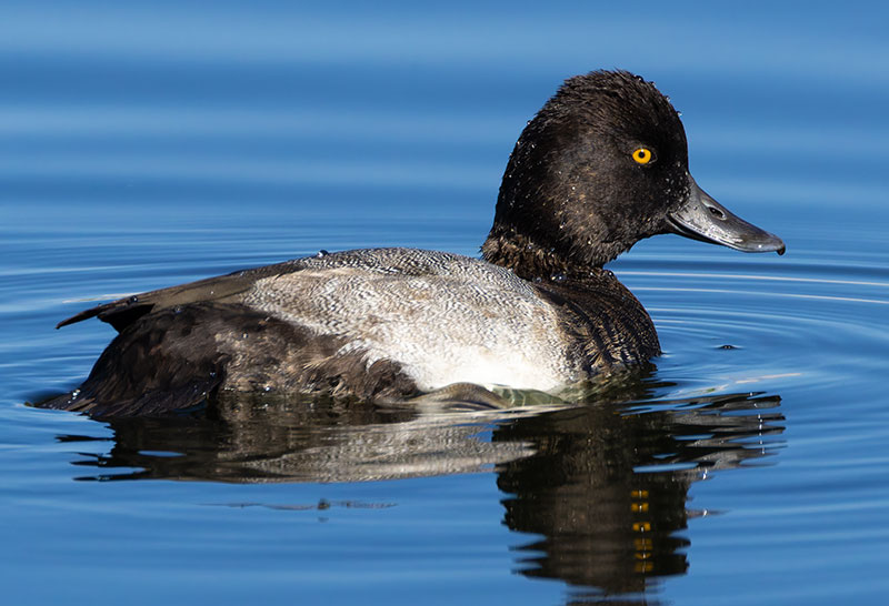 Lesser Scaup Aythya affinis