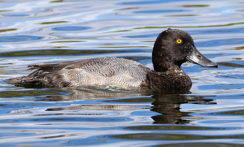 Lesser Scaup Aythya affinis