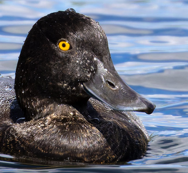 Lesser Scaup Aythya affinis