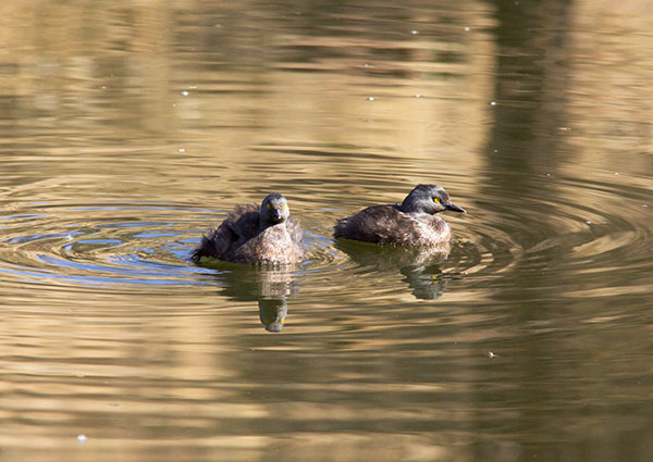 Least Grebes Tachybaptus dominicus  